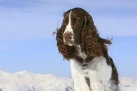 Hond in de sneeuw